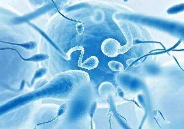 暗访供卵市场：学历成定价关键，营养费可达10万